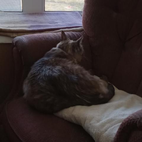 Closeup of a lynx-point Siamese cat lying in a loose curl half-on/half-off a folded fuzzy white throw covering the seat of an old armchair upholstered in faded maroonish fabric. The cat faces away from the camera and towards the window just beyond the chair, of which we see a snippet; he appears to be sleepily monitoring the sounds and smells of the outdoors more than the sights.