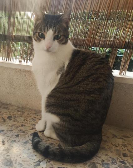 #Anarchodiva #Rallou late late #Caturday #CatsOfMastodon
The image features a cat sitting on a tiled surface. The cat has a predominantly white body with a gray and brown striped pattern on its back and tail. Its face is white with gray markings, and it has green eyes. The cat is sitting with its back to the camera, looking over its shoulder. The background includes a bamboo fence and a glimpse of greenery, suggesting an outdoor or semi-outdoor setting. The floor is made of small, multicolored tiles, and the wall behind the cat is a light color, possibly concrete or stone. The lighting in the image is natural, indicating daytime.

Provided by @altbot, generated privately and locally using Ovis2-8B

🌱 Energy used: 0.160 Wh