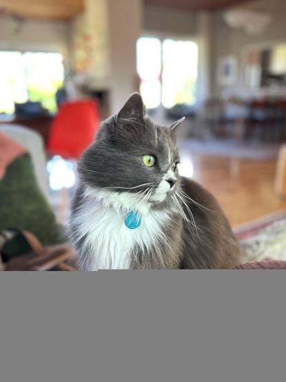 A grey and longhaired cat sitting on a blanket on a sofa. He is looking to the right out of frame with green eyes. He has a turquoise id tag with the name Finn on his collar. In the background out of focus you can see a living room with soft light coming through the windows.