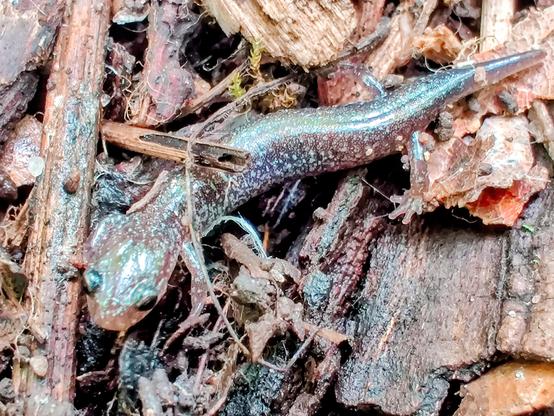 A brownish, greyish salamander creeping through some dirt, wood chips, and leaves.