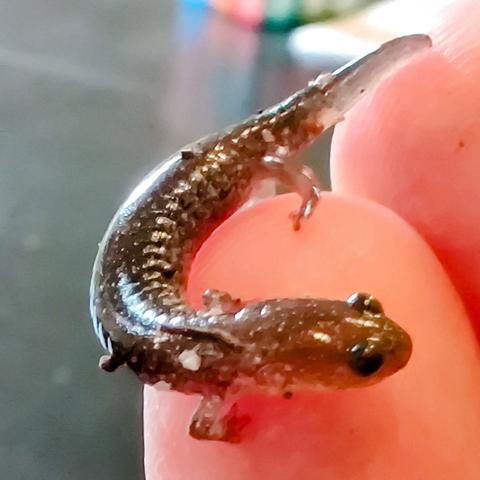A macro shot of a brownish, greyish salamander on the finger tip of the photographer. Its tail is short compared to the rest of it's body and translucent, as are its little legs.