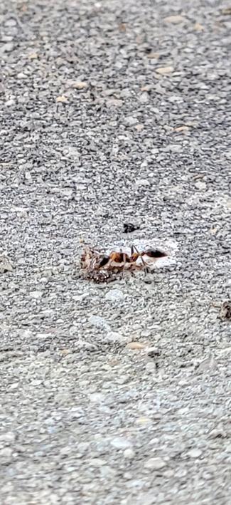 Cropped photo of ant.