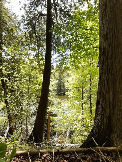 Photo from another forest hidey hole. A thick cedar trunk in the foreground on the right, a thinner one running up the middle, both in shade. Behind that lots of sunlit deciduous trees, mostly maple from my staring at them (just that I noticed them, not that my staring turned them maple). Behind that, some still, silty water peaks through the branches, with a wee glimpse of the far bank with fir or spruce trees.