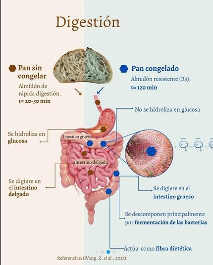 Ilustración sobre como el pan sin congelar es almidón de rápida digestión (t=20-30 min) que se hidroliza en glucosa, digiere en el intestino delgado. El pan congelado en cambio se vuelve almidón resistente (R3 t=120 min), que no se hidroliza en glucosa, digiere en el intestino grueso y descompone principalmemte por fermemtación de.las bacterias.