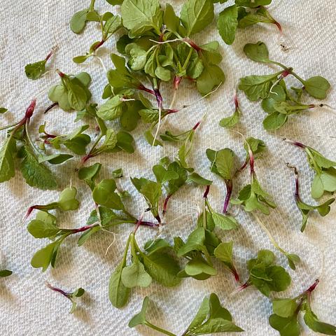 Many little seedlings with a few leaves and short red and white taproots spread on a white paper towel.