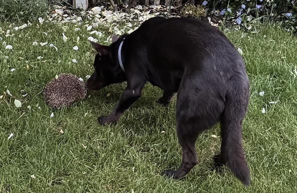 A brown Kelpie dog is sniffing a round object (a hedgehog) on green grass. The surroundings include scattered flowers and foliage.