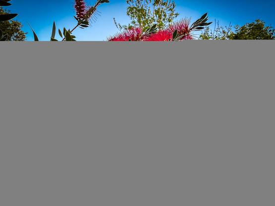 The image features a close-up view of a flowering plant with vibrant red, bottlebrush-like flowers. The flowers are densely packed along the branches, with long, thin, red stamens radiating outward, creating a striking visual effect. The leaves are dark green, with a glossy texture and a slightly serrated edge, adding contrast to the red flowers. The background shows a clear blue sky and other green foliage, suggesting a garden or natural setting. The lighting is bright, highlighting the vivid colors and textures of the plant.

Provided by @altbot, generated privately and locally using Ovis2-8B