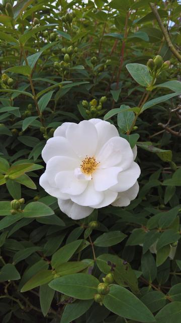 #Roses...!