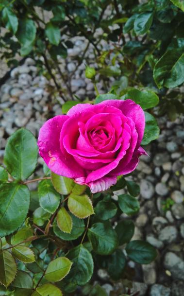 #Roses...! #Again...!