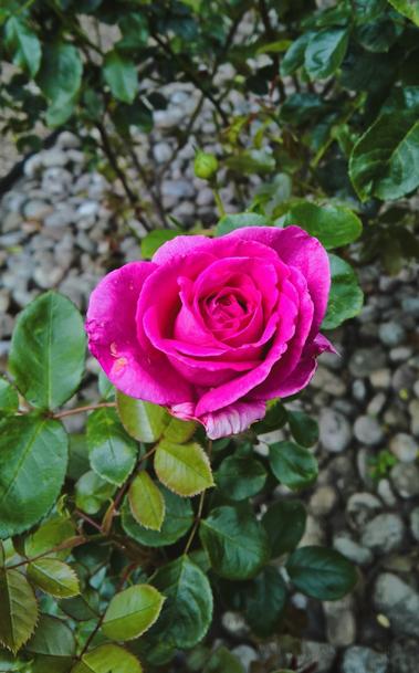 #Roses...! #Again...!