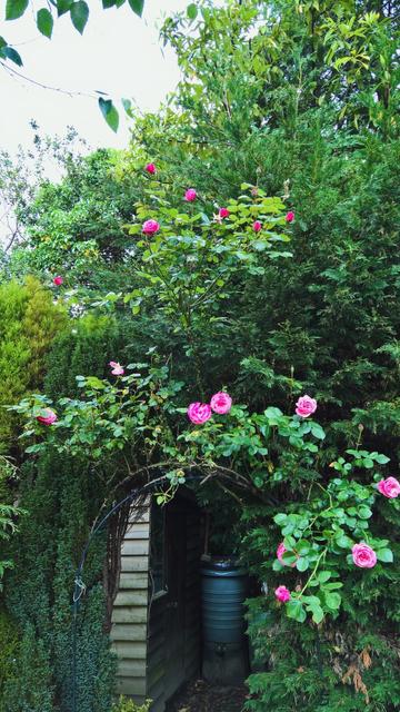 #MoreRoses...!