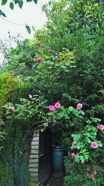 #MoreRoses...!