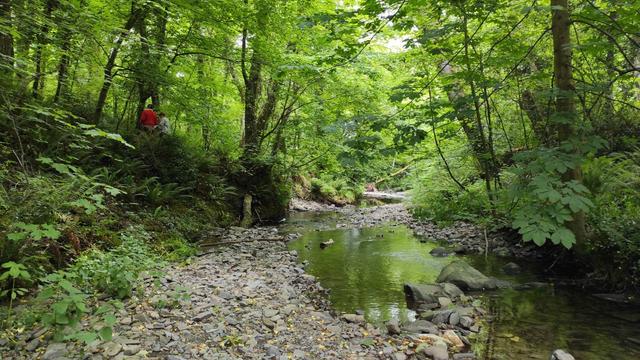 Stunning stream (nant) through woodland, bright red top of nature reserves manager just visible