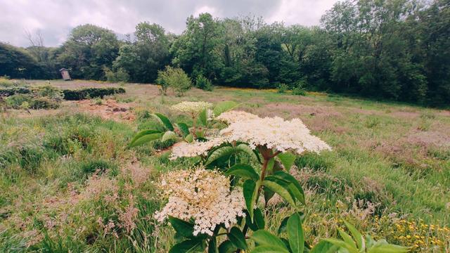 Elderflower 'Heidegg 17' in tree surrounded field with long grasses.