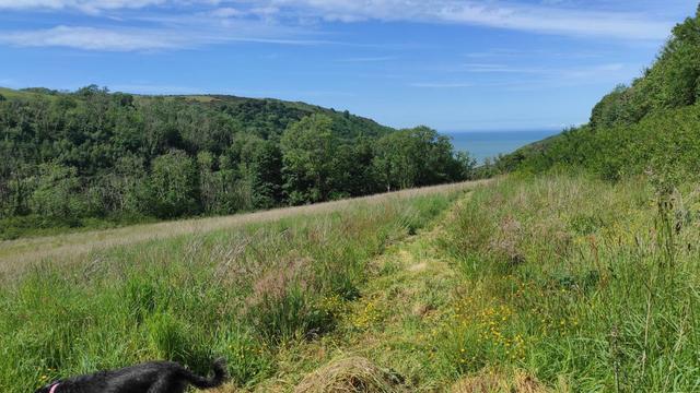 View down pasture, past wood, to the sea, the sea
