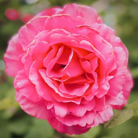 A bright pink rose fills most of the frame, blooming against a leafy-green background.