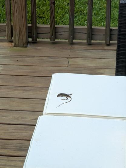 Lizard lounging on a deck chair cushion