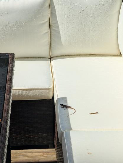 Lizard lounging on a deck chair cushion, partially in the shade.
