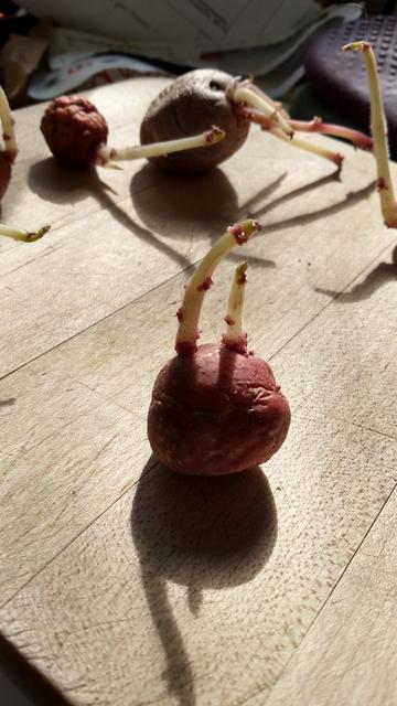 A small red potato with two "horns" on a wood cutting board. In the background are other sprouted potatoes.