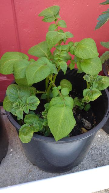 A pot containing three potato plants, which have developed full green leaves.