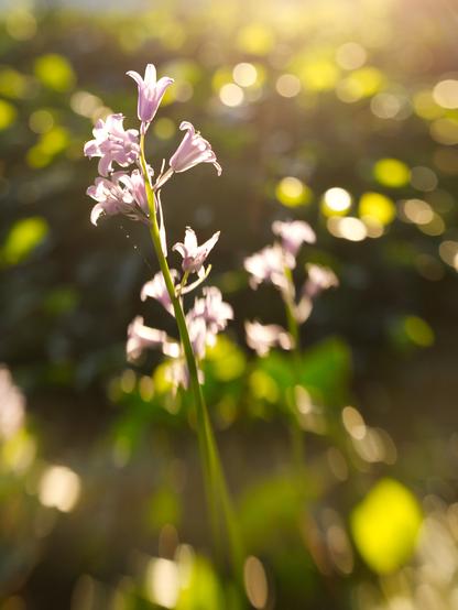 Tiny purple flowers on an indistinct background of greenery