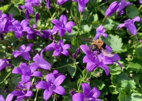 the pollen of a campanula seem to be a tasty dinner for a bee.