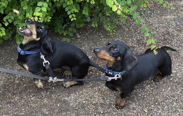 Miniature Dachshund Max catching a good boy biscuit with Milo on the lead beside him