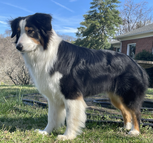 tri-colored Australian Shepherd standing in grassy yard on a sunny day