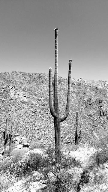 Black and white saguaro standing with desert backdrop.