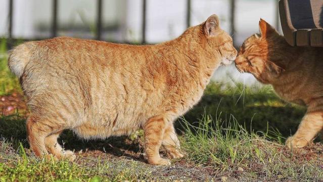Cats with hooked and bent tails are considered lucky in this city