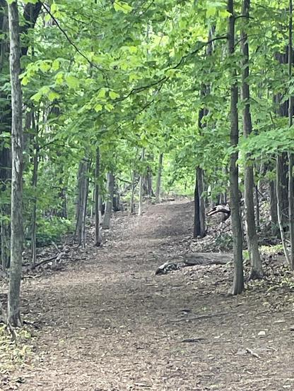 A path through the woods in Michigan, featuring trees in full leaf and an inviting uphill path begging to be climbed. Not pictured: bagpiper.
