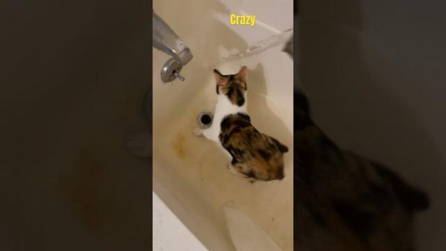 Crazy kitten manx  #kitten #manx #funnyvideo #funnycats #cutecat #cute #cat #cuteanimal #pets