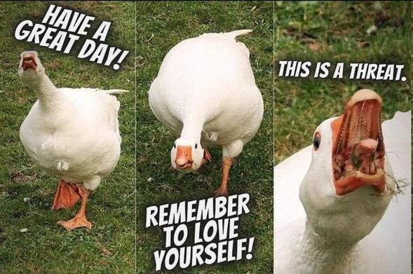 three images of a white goose. caps redacted 

panel 1: "Have a great day!" with a charging goose

panel 2: "Remember to love yourself!" goose lowers it's head threateningly 

panel 3: "This is a threat." close on goose's head with open mouth, hissing or otherwise vocalizing