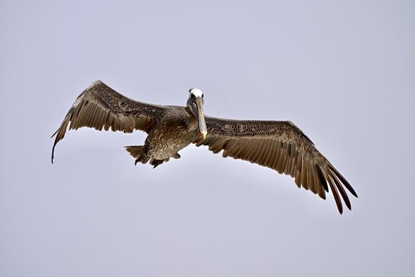A Brown pelican is flying against a light gray sky, with its wings outstretched and its beak pointed forward.
