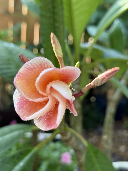 Five petals that curve round each other. Each petal is pale peachy pink and some have a yellow outer section