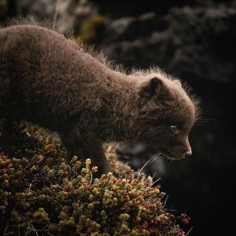 baby icelandic fox exploring in flowering ground cover