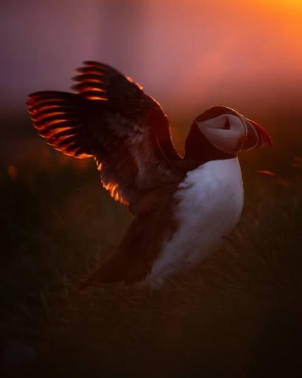 puffin with raised wings with glow of sunset shining thru winga