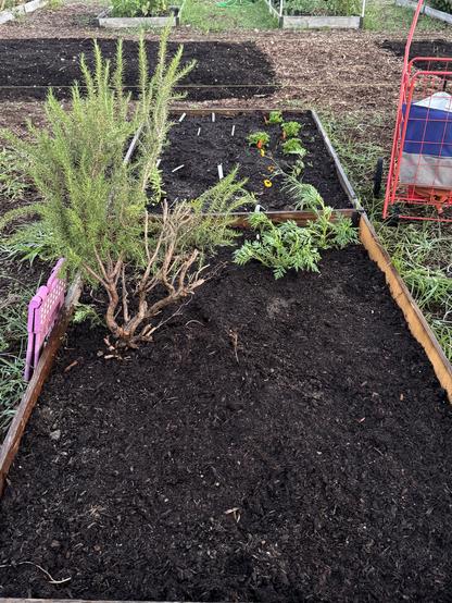 This rosemary plant and some cosmo plants were already there when I got the plot. I decided to keep them. It’s their home.