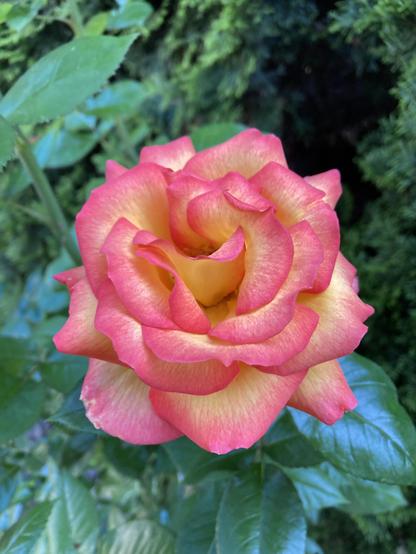 Orange and yellow rose bloom.