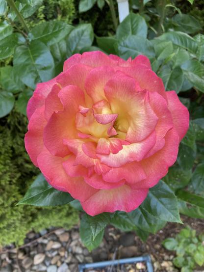 Yellow and orange rose bloom.