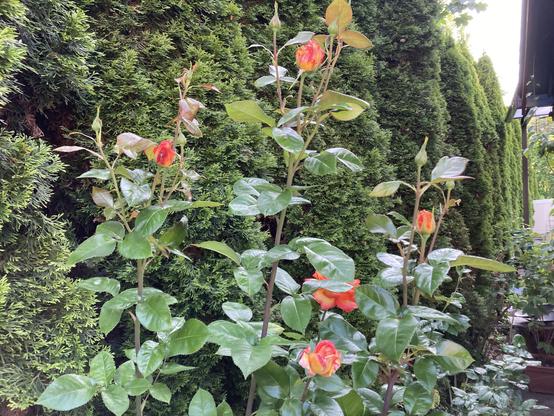 Multiple roses, most of which have not opened yet.