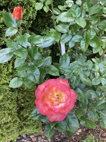 Two rose blooms. The bottom one is open.