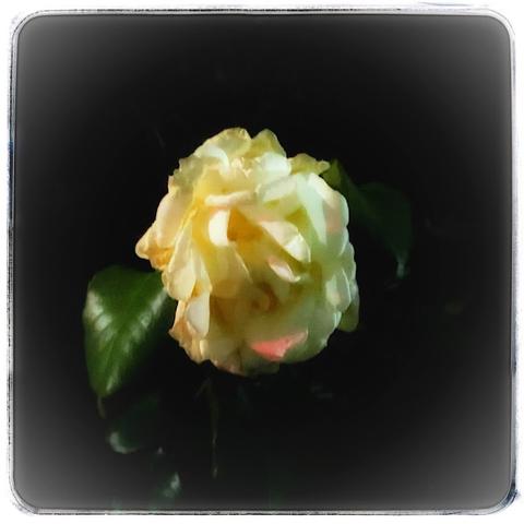 クリーム色の薔薇　背景は闇