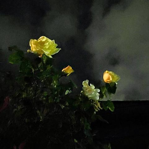 クリーム色の薔薇　背景は夜空に白い雲