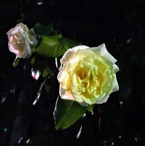 クリーム色の薔薇　大きいのと　背後にもう一輪　背景は闇