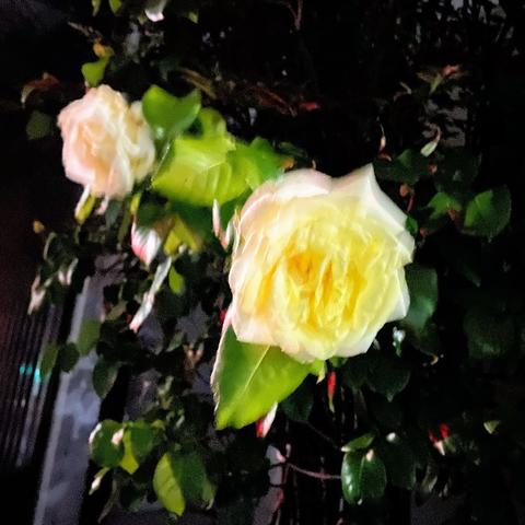 クリーム色の薔薇　明るく写っているがブレブレ