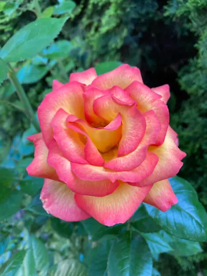 Rose bloom