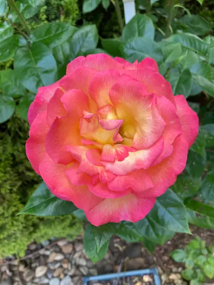 Rose bloom