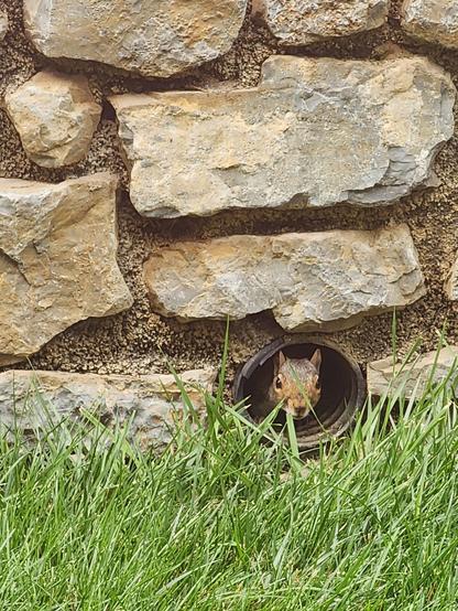 Squirrel mama in the drain