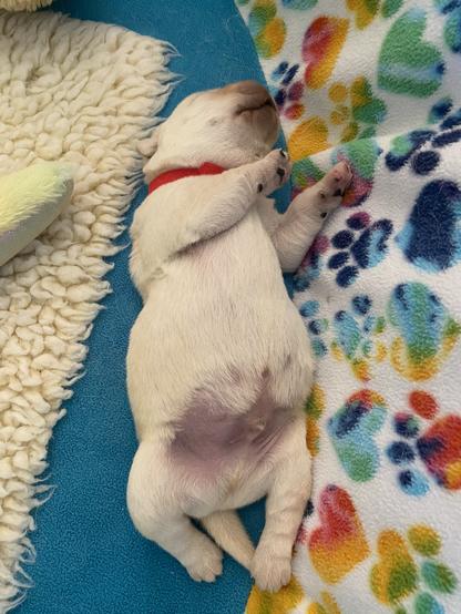 A one week old puppy that looks very well fed. In actuality he is right on his weight target for this stage